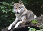 odense zoo dyr
