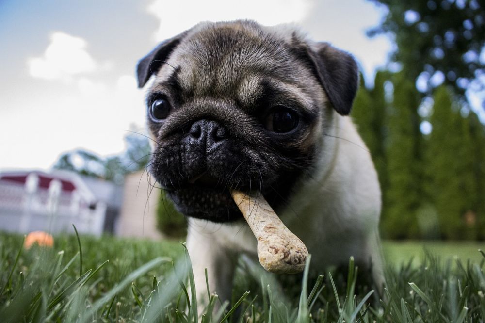 hundefoder